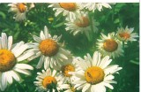 CPI (B8276) CARTE POST - MARGARETE