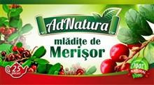 Ceai Mladite Merisor Adserv 25dz Cod: 25710 foto