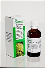 Tinctura Angelica Hofigal 50ml Cod: 18254 foto