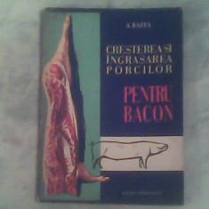 Cresterea sin ingrasarea porcilor pentru bacon-Ing.A.Raita