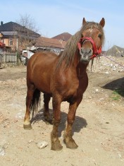 Armasar / cal rasa de vanzare foto