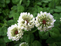 Semin?e Trifolium repens - VYSOCAN foto