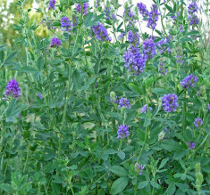 Semin?e Medicago sativa - POMPOSA foto