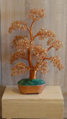 copacel fengshui, bonsai de jad foto