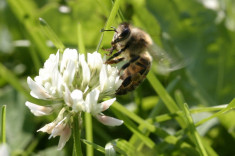 Semin?e Trifolium repens - JURA foto