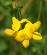 Semin?e Lotus corniculatus - LEO foto