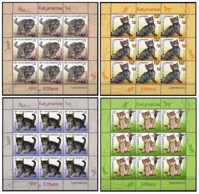 BELARUS 2017 PISICI foto