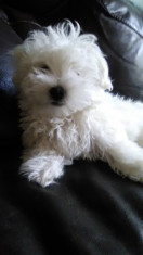 Bichon maltez foto