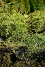 Ienupar tarator - Juniperus horizontalis foto