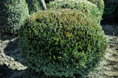 Buxus glob - Buxus faulkner foto