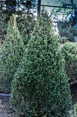 Buxus con - Buxus faulkner foto