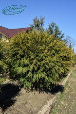 Tuia globulara - Thuja occ. globossa foto