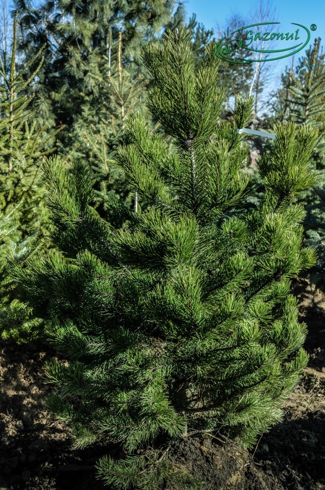 Pin negru - Pinus nigra | arhiva Okazii.ro