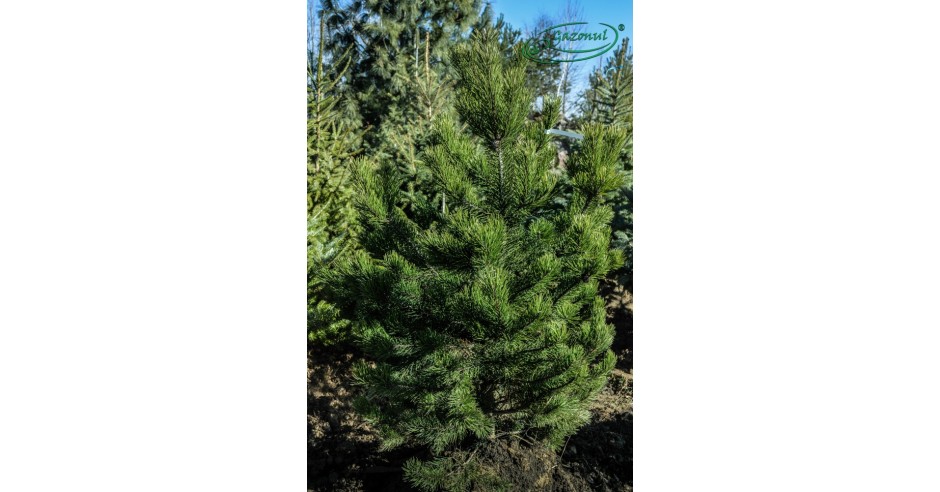 Pin negru - Pinus nigra | arhiva Okazii.ro
