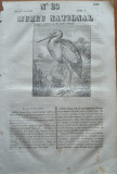 Muzeu national ; gazeta literara si industriala , nr. 23 , 1836 , gravura