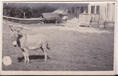 bnk foto - Schitul Sihla - Curtea - anii `60-`70 foto