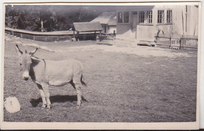 bnk foto - Schitul Sihla - Curtea - anii `60-`70