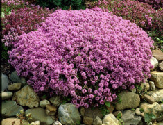 Thymus praecox Red Carpet ? cimbrisor rosu foto