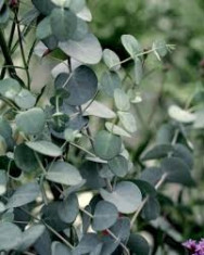 Eucalyptus guNnii Silver Tropfen? eucalipt tasmanian foto