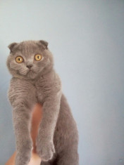 Motan Scottish Fold cu varsta de 4 luni foto