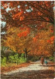 CPI (B8529) CARTE POSTALA - BUCURESTI. GRADINA CISMIGIU, Necirculata, Fotografie