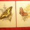 Set 2 Ilustrate vechi - Fluturi , semnate Mansharde