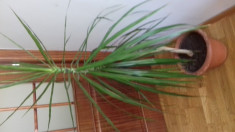 Vand planta ornamentala dracaena foto