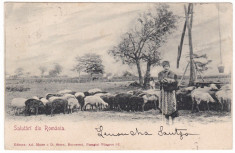 #2116- Romania, c.p. UPU circulata 1901: Folklor, Cioban cu oi, Muntenia? foto