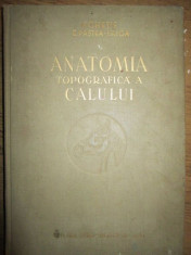 Anatomia topografica a calului foto