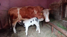 Baltata romaneasca 6 ani si vitel o saptamana foto