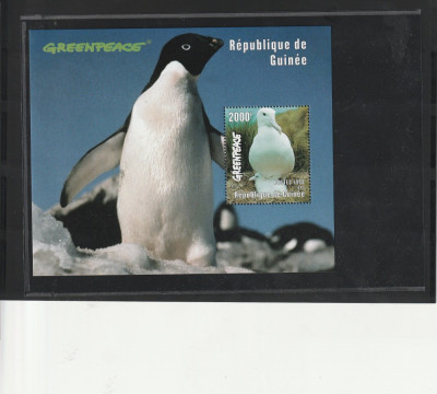 Fauna polara Greenpace pinguin Guineea. foto