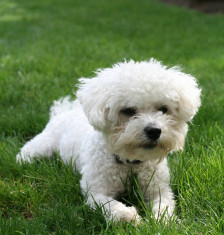 oferta bichon maltez alb foto