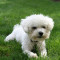 oferta bichon maltez alb