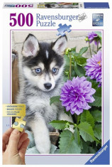 Puzzle Catel Husky, 500 Piese foto