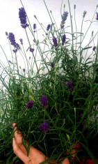 Seminte lavanda HIDCOTE BLUE foto