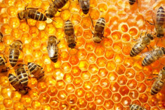 vand familii de albine sanatoase pe rame de 3/4 foto