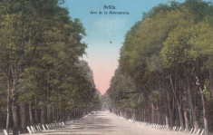 BRAILA ALEA DE LA MONUMENTU CIRC. 1915 LIBRARIA SI PAPETARIA N. CIUNTU BRAILA foto