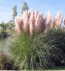 Cortaderia sell. Rose Plume ? Iarba de Pampas roz foto