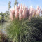 Cortaderia sell. Rose Plume ? Iarba de Pampas roz