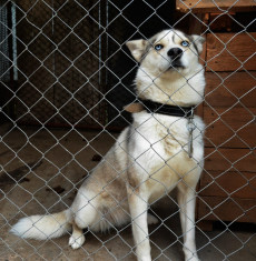 Caine, Catelusa Husky 17 luni jumate, carnet de sanatate si vaccinurile la zi foto