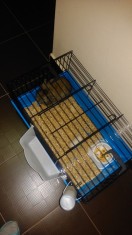 Cusca iepure de apartament foto