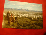 Ilustrata - Tibet- Peisaj ,turma oi , pastori calare, Necirculata, Printata