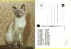 Carte postala -tema pisici, Necirculata, Printata
