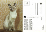 Carte postala -tema pisici, Necirculata, Printata