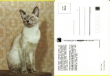 Carte postala -tema pisici