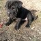 Pui shar-pei mix amstaff