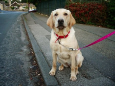 Labrador golden foto