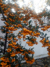 Catina ornamentala (Pyracantha) foto