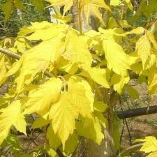 ARTAR (acer negundo) foto