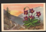 CPI (B9491) CARTE POSTALA - VIOLETE